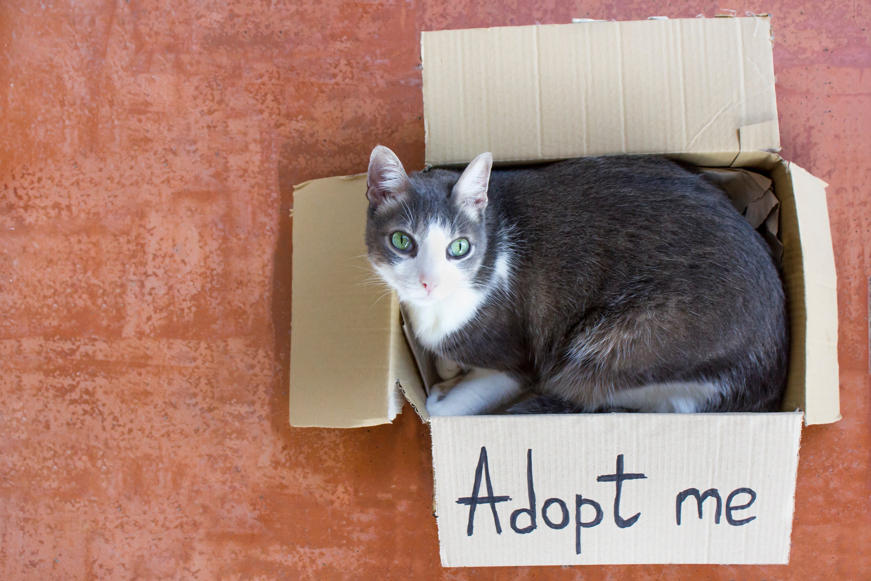 Top3 Places to Adopt a Pet online