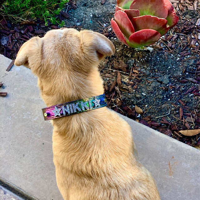 🐾 Top 100 Pet Names of the Year (In No Particular Order) | House of FurBaby