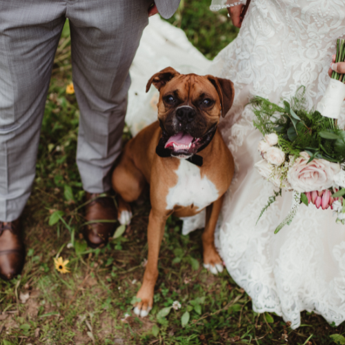 Fun Ideas To Include Your Dog in Your Wedding for 2024!