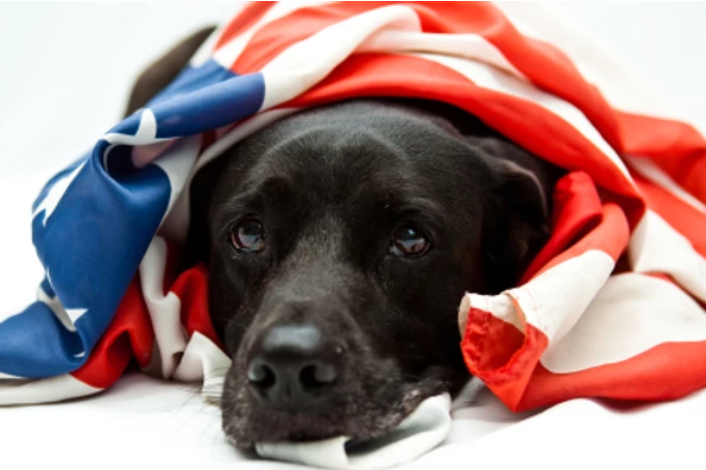 Two War Dog Memorial Stories