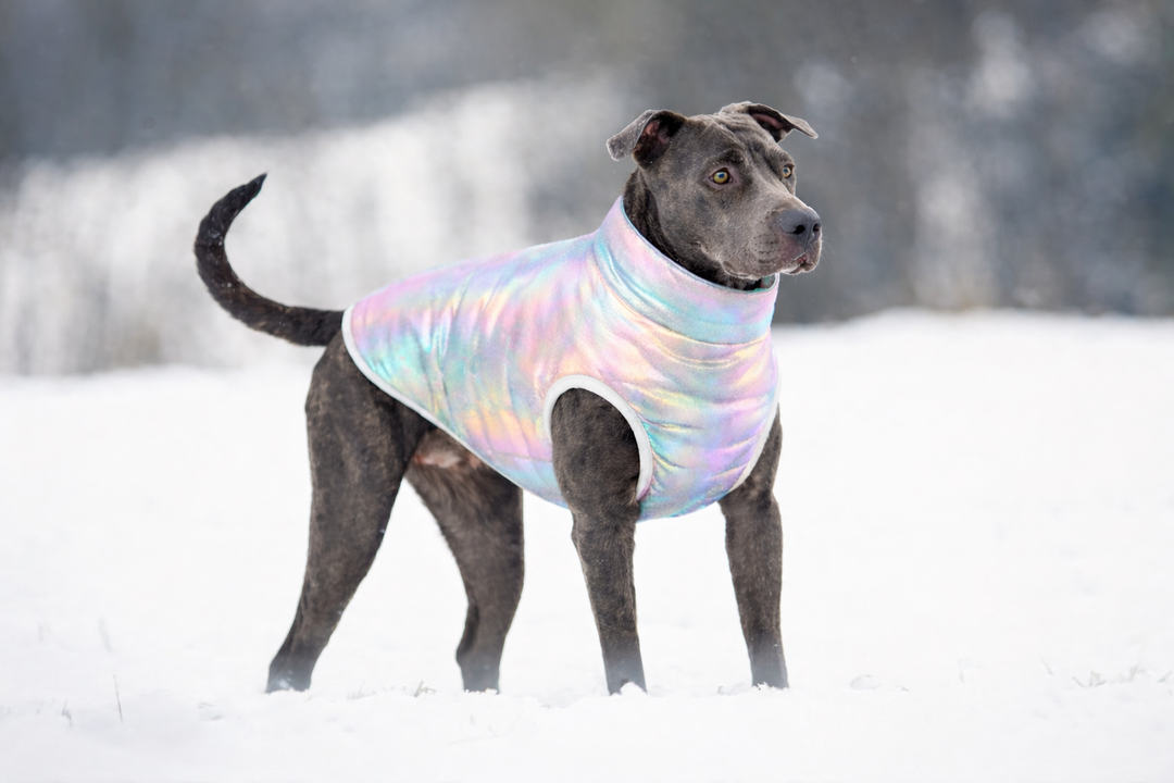When Is Cold "Too Cold" For Your Dog? And Best Breeds for Cold Weather Climates