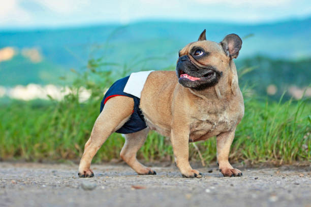 The Best Puppy Breeds to Potty Train