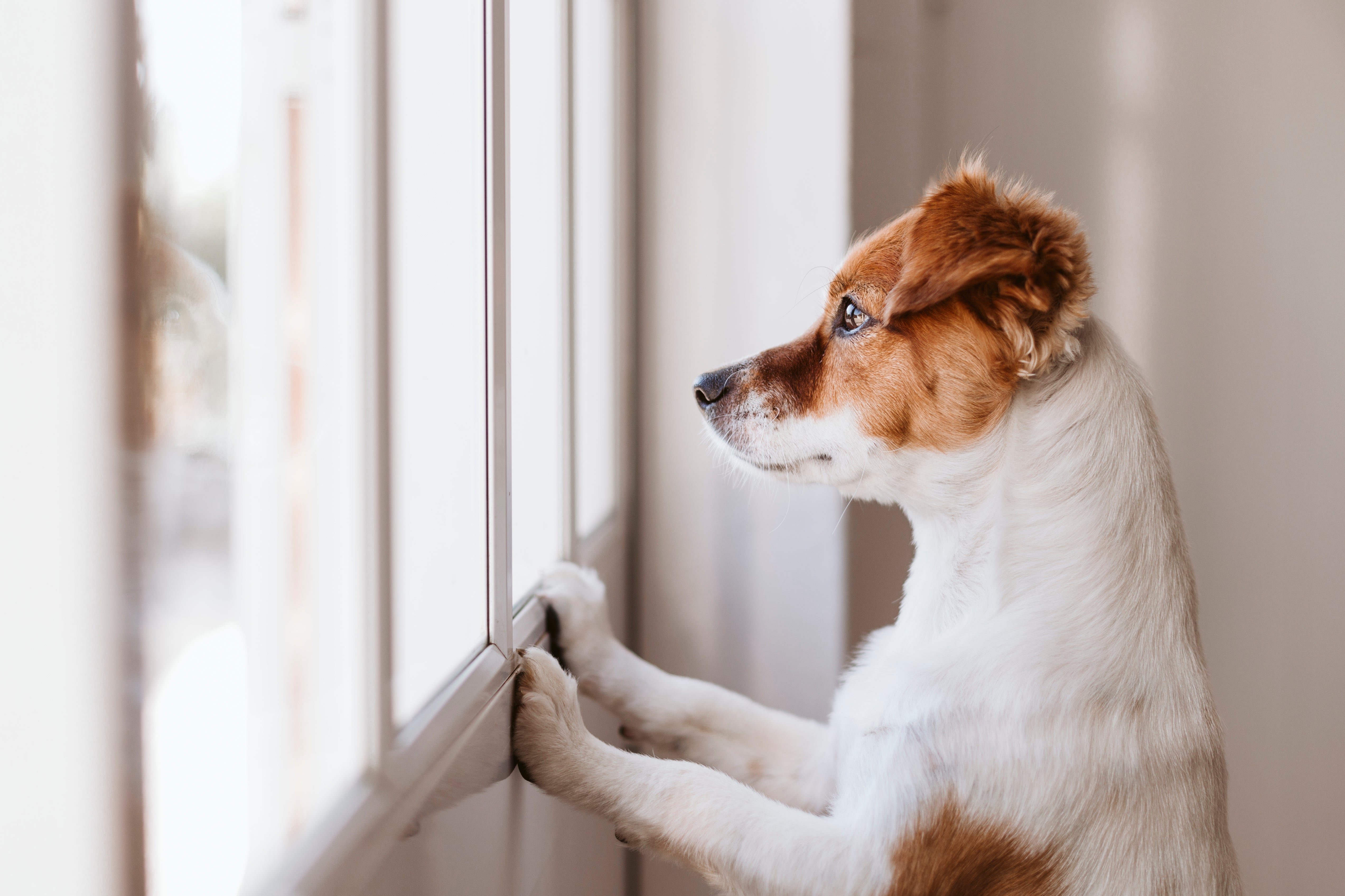 Do Pets Get Lonely? What to do with your furry loved one while you get back to work!