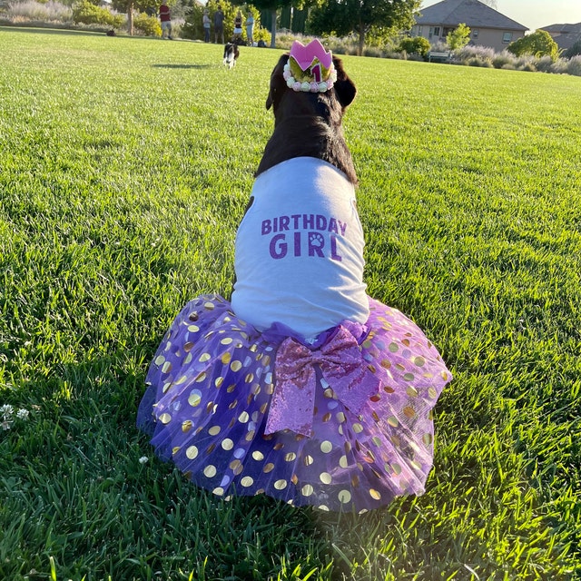 3 MOST FUN Ways to Celebrate Your Dog’s Birthday