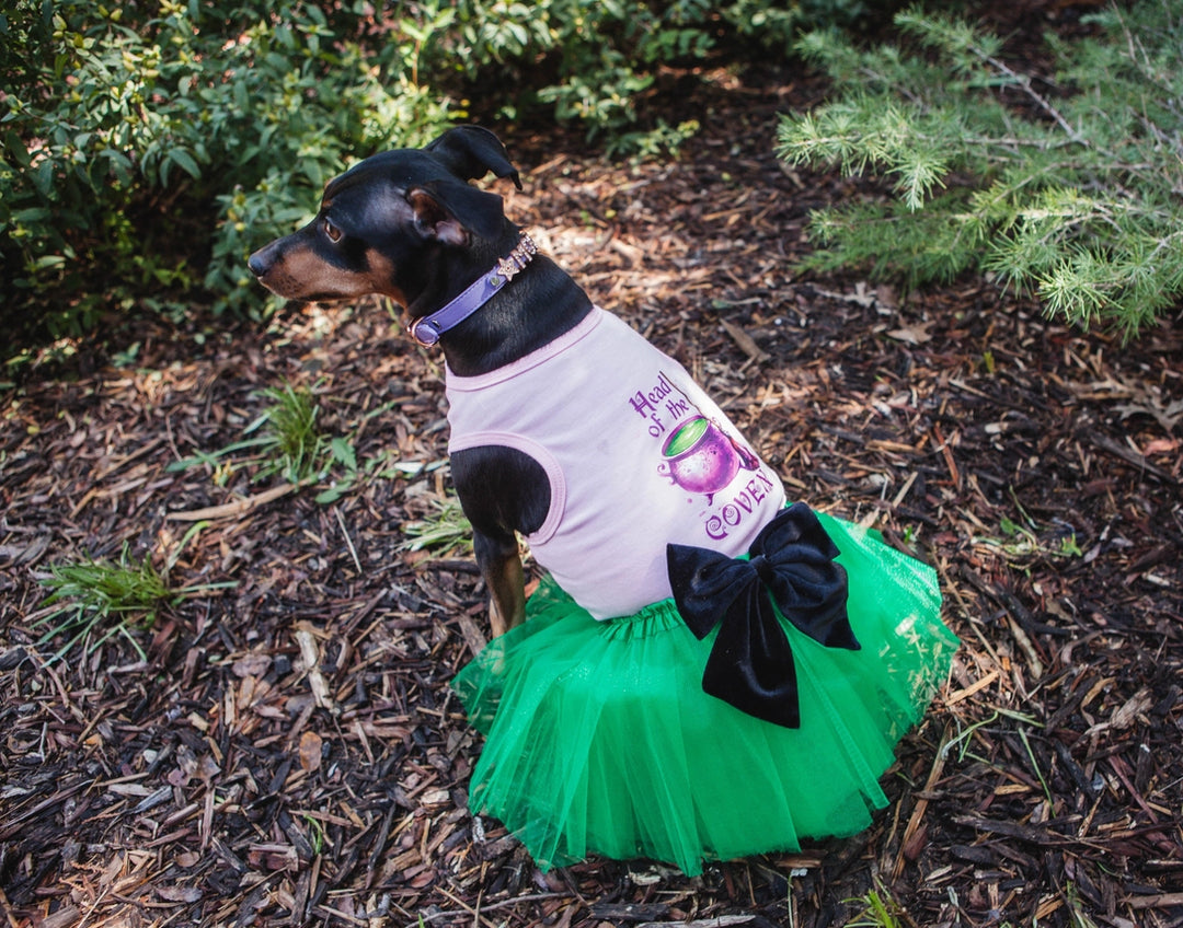 Halloween Dog  Costume | Head Of The Coven