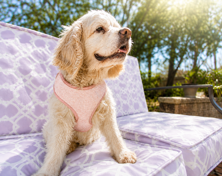 Ballet Blush Sparkle Harness