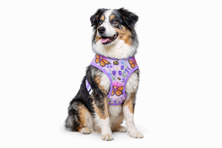 Butterfly Bloom Dog Harness | Garden Print Adjustable Pet Harness