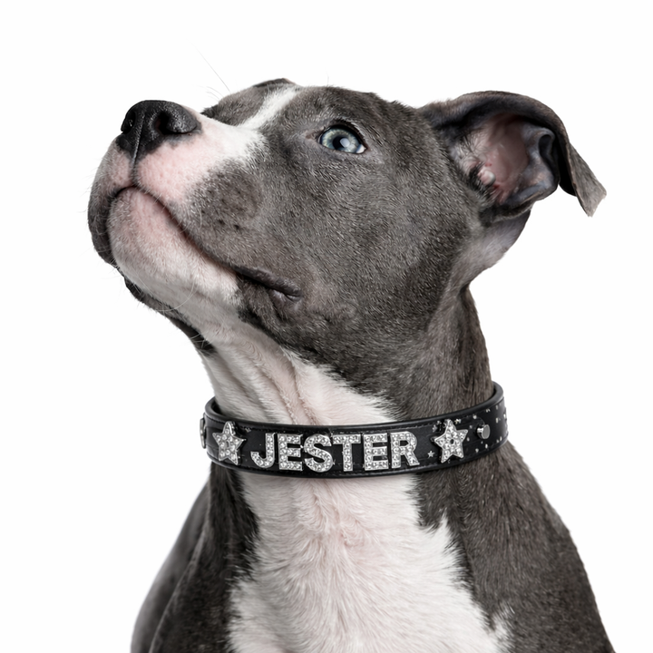 Star Bright Personalized Collar