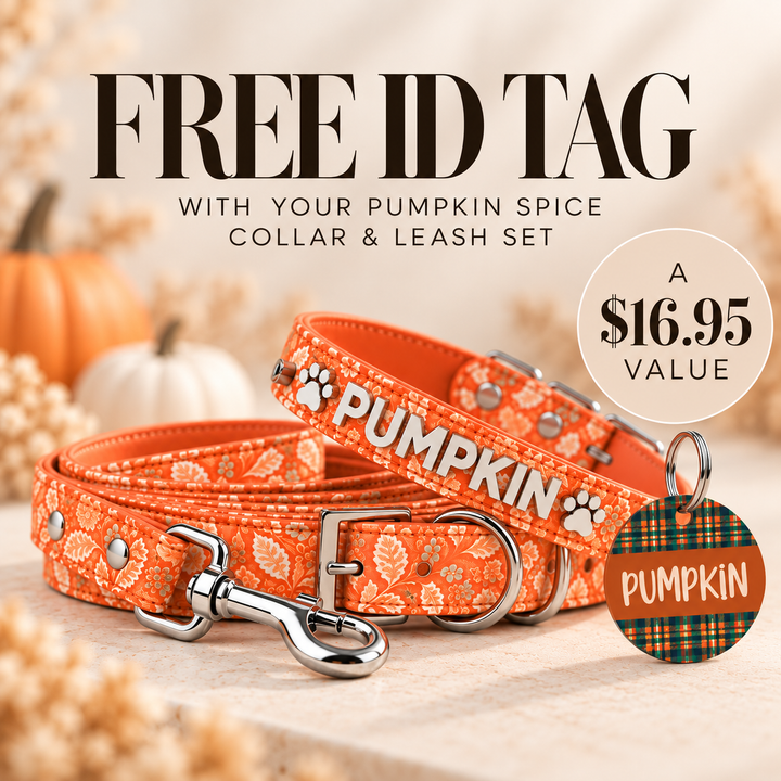 Pumpkin Spice Collar - FREE ID Tag with set purchase!