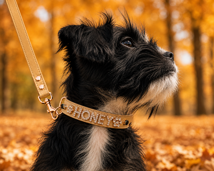 Latte Collar with Rose Gold -FREE ID Tag with set purchase!