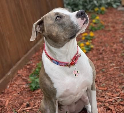 Sweet Retro Floral Personalized collar