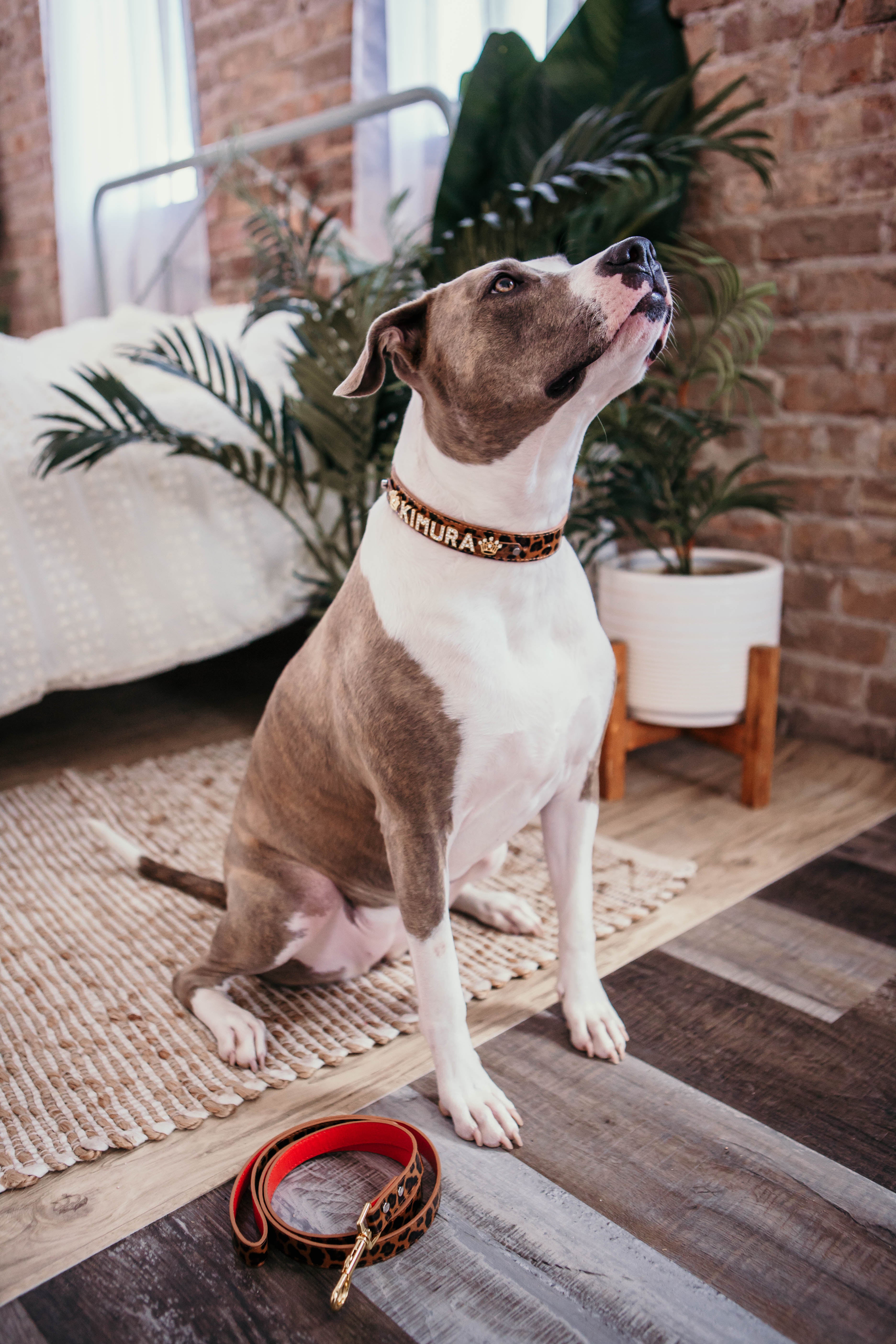 Personalized Collar | Cheetah and Gold