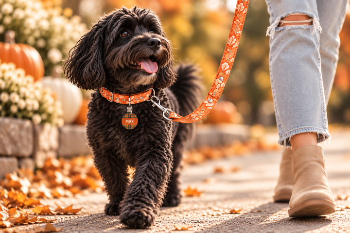 Pumpkin Spice Collar - FREE ID Tag with set purchase!