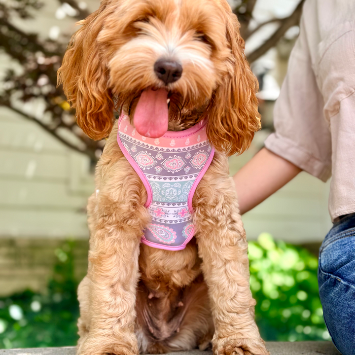 Pastel Paisley Dog Harness | Adjustable Pet Harness