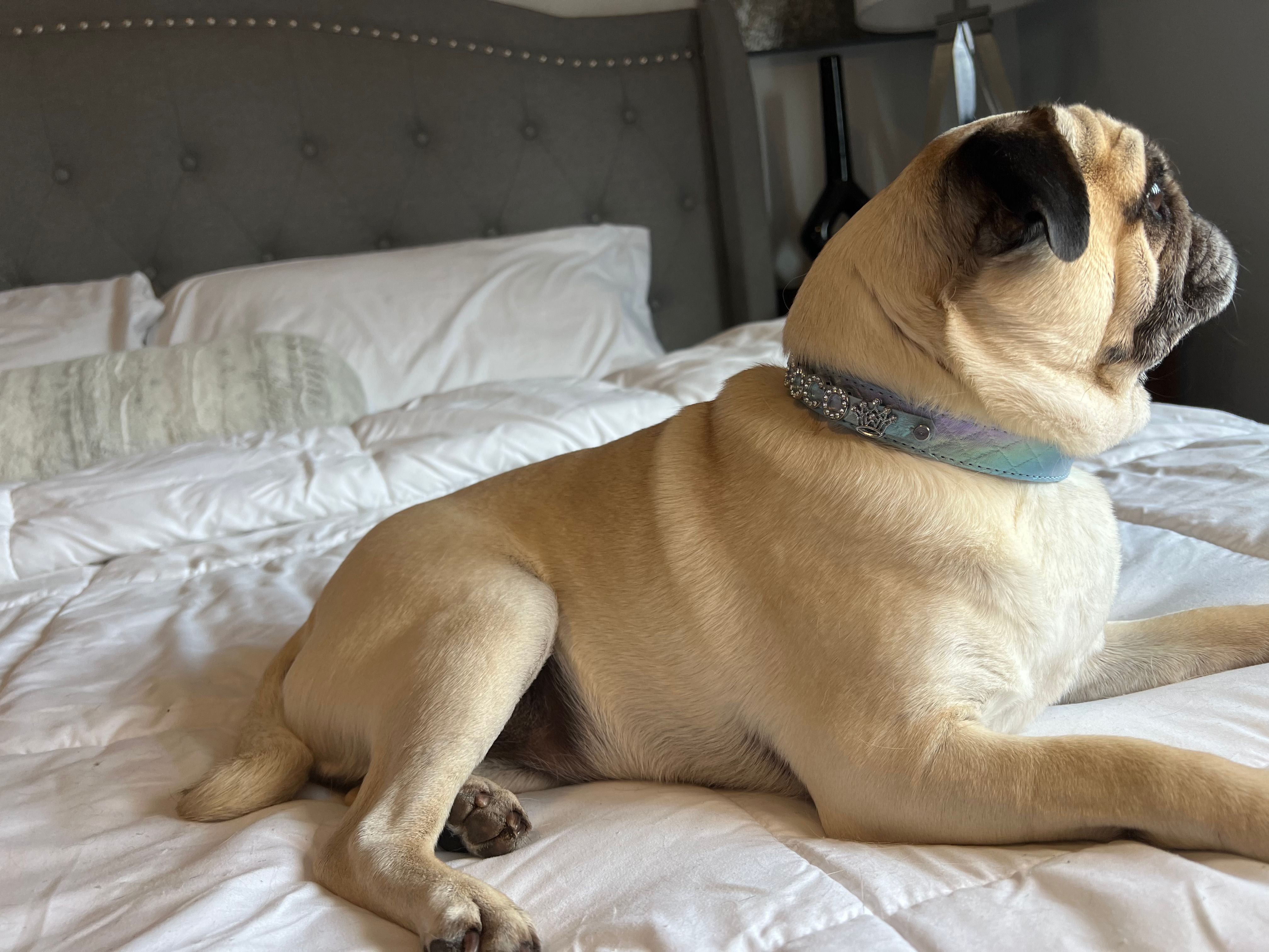 Quilted Iridescent Periwinkle Blue collar