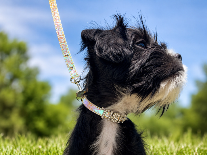 Fire Opal Personalized Pet Collar
