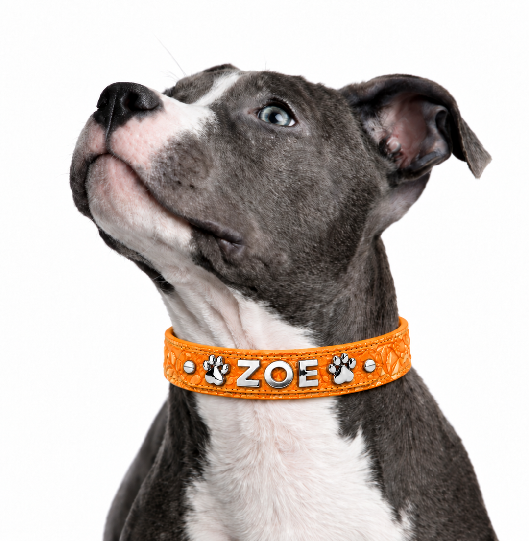 Pumpkin Spice Collar - FREE ID Tag with set purchase!