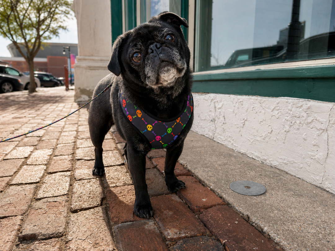 Rad Rainbow Skulls Harness