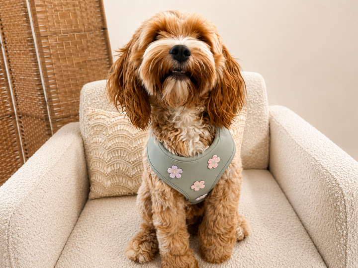 Pistachio Petal Dog Harness | Adjustable Pet Harness
