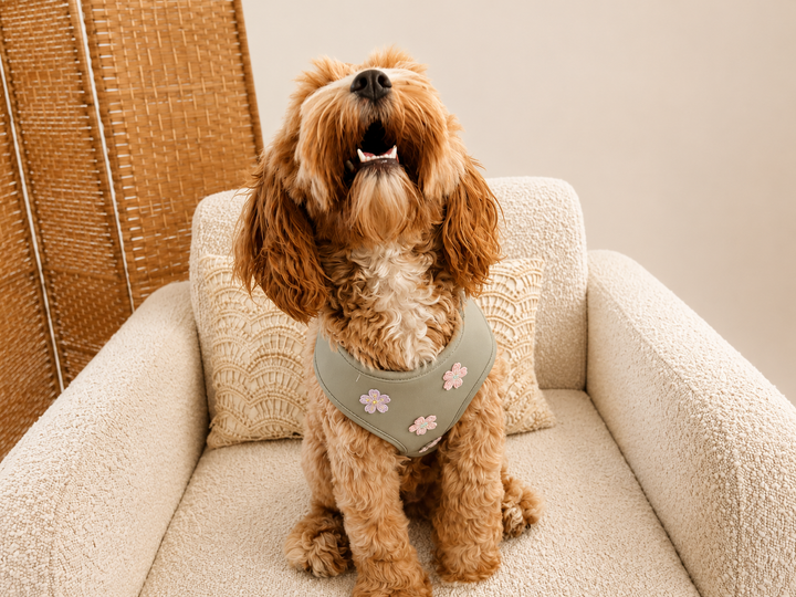 Pistachio Petal Dog Harness | Adjustable Pet Harness