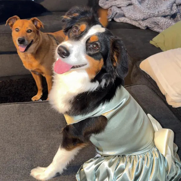 Dog Wedding Dress | The Satin Eleanor