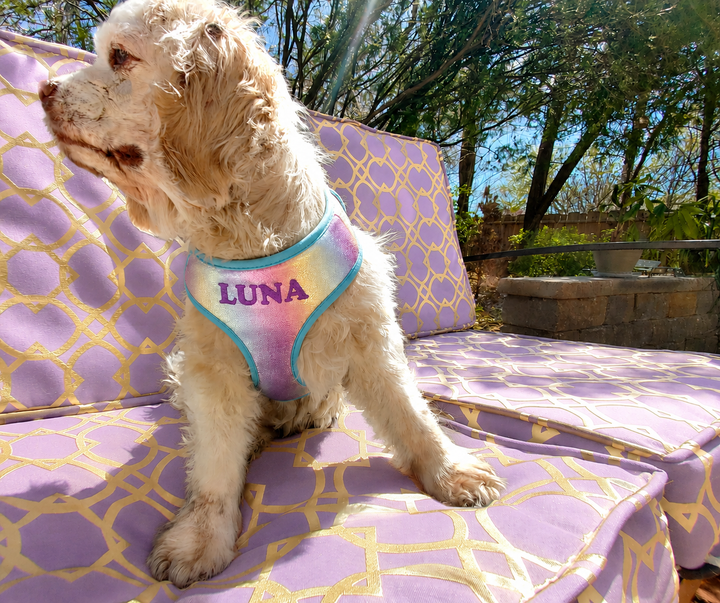 5 Piece Aurora Opal Puppy Bundle