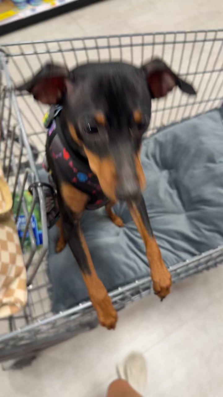 Rainbow Punk Skulls Harness