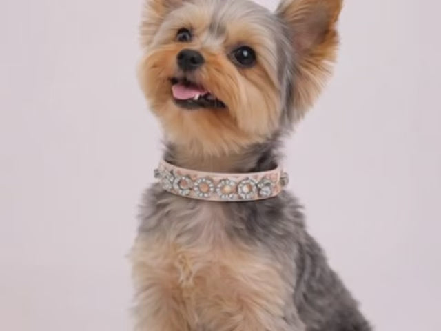 Pink Vanilla Cheetah Personalized Pet Collar
