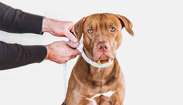 Star Bright Personalized Collar