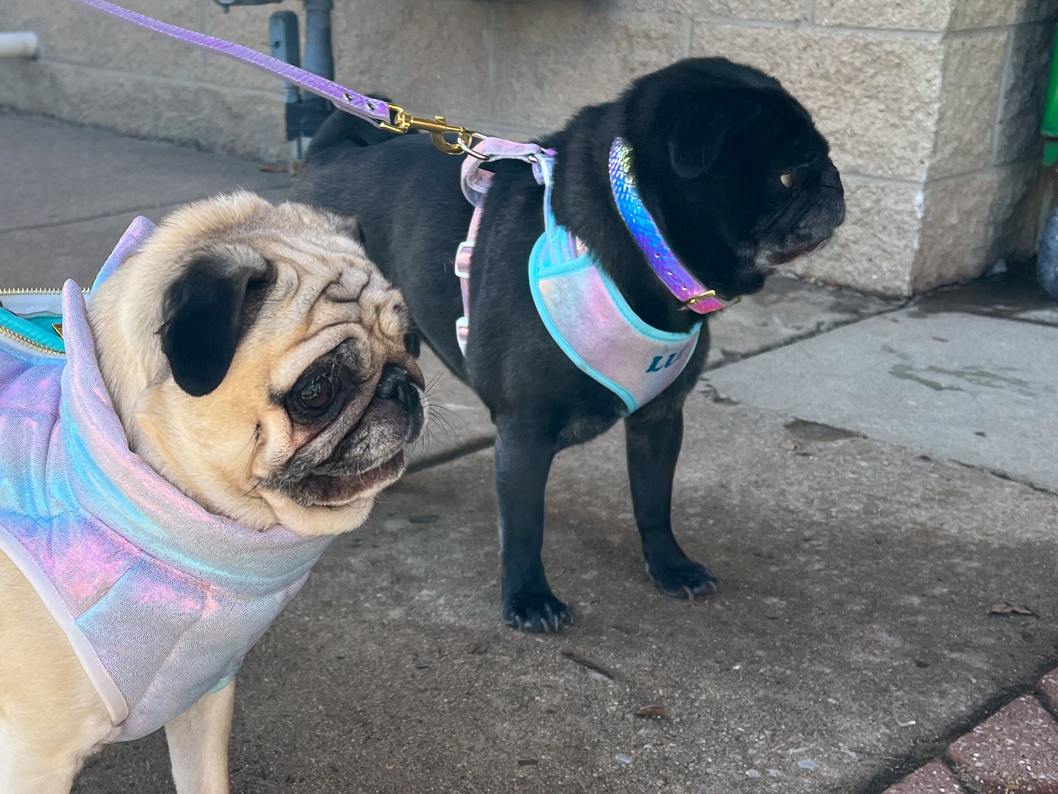 Iridescent Unicorn Harness