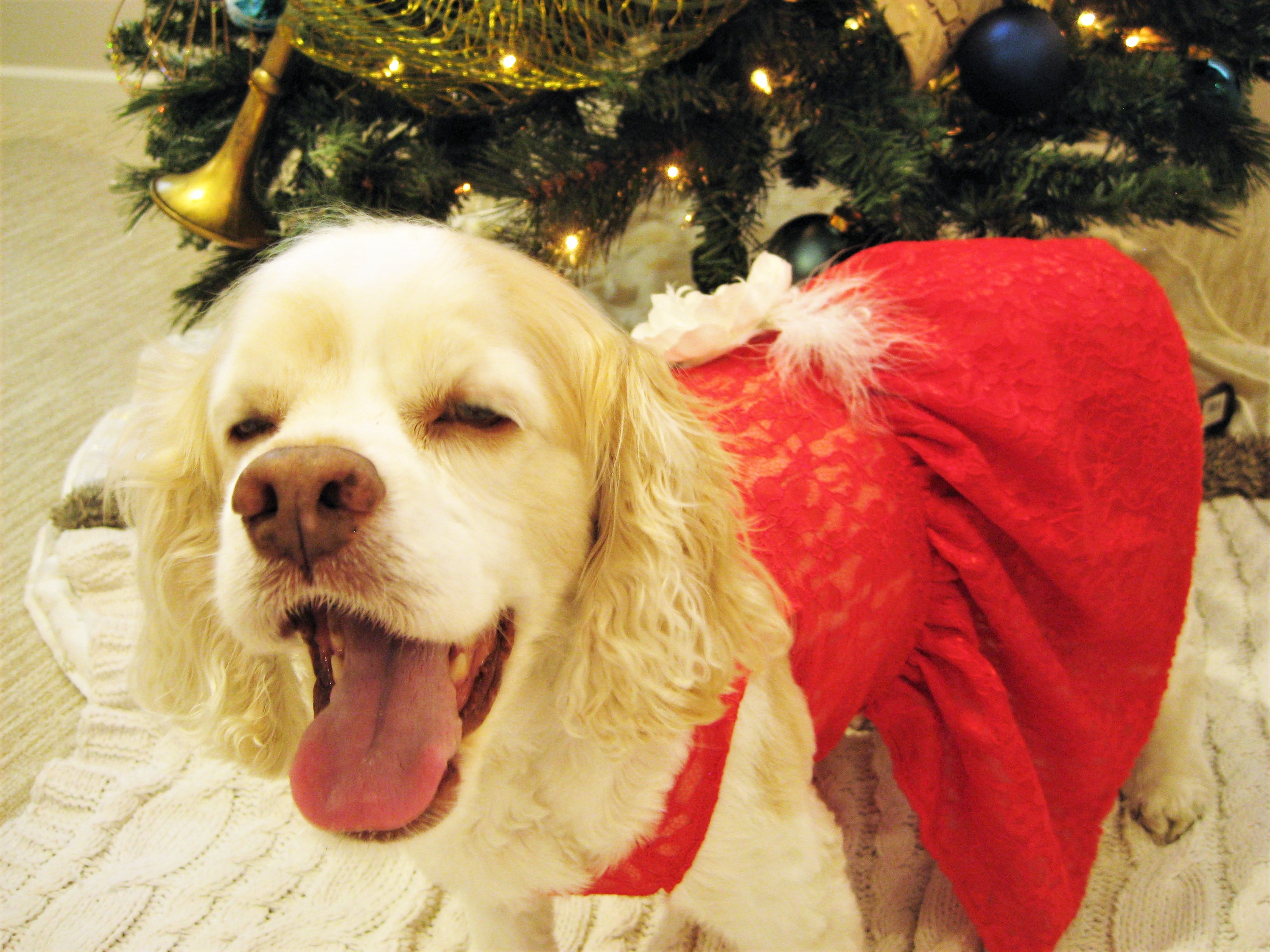 Holiday Dog Dress | The Nivia