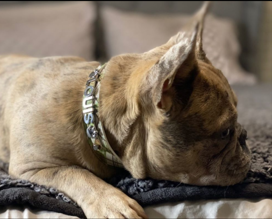 Collar | Madmen Retro Plaid