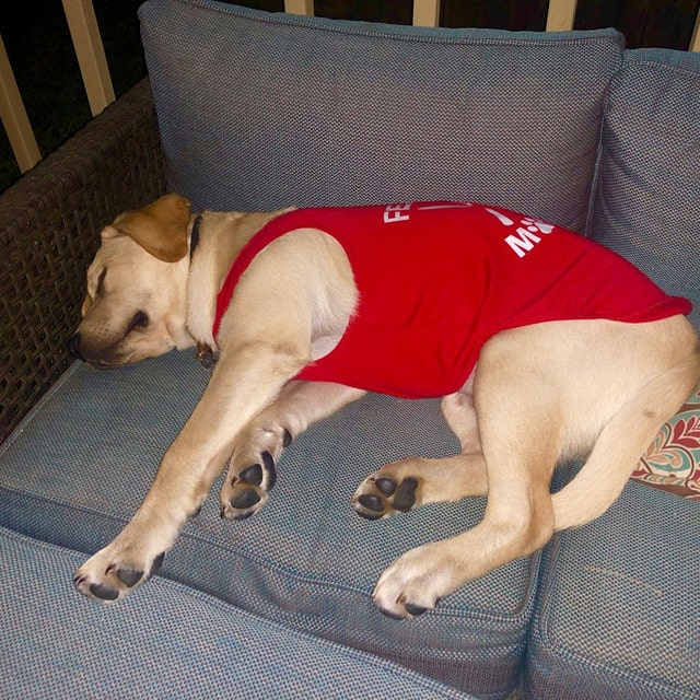 Holiday Dog Shirt | Feast Mode