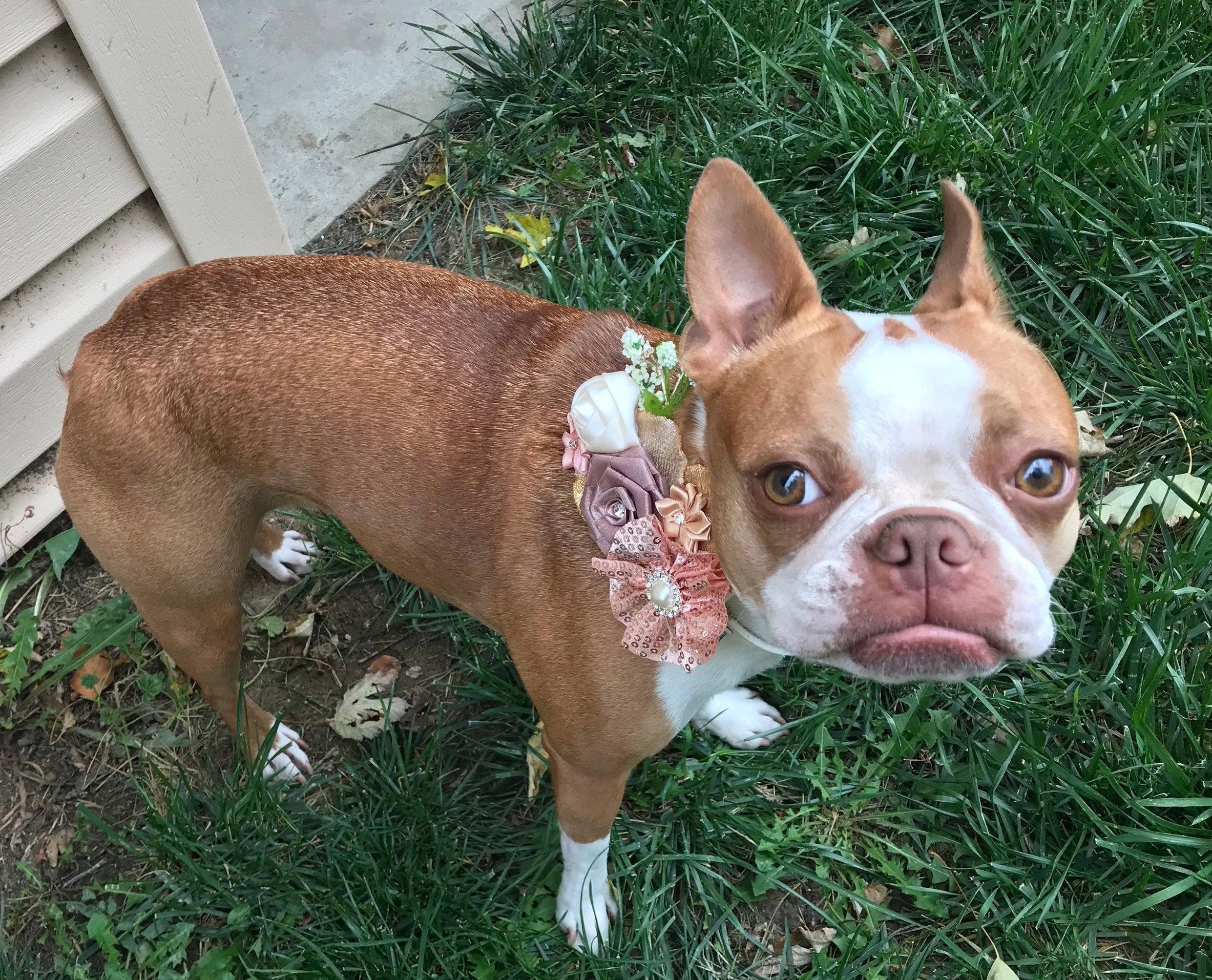 Flower Dog collar | The Blush Beatrice