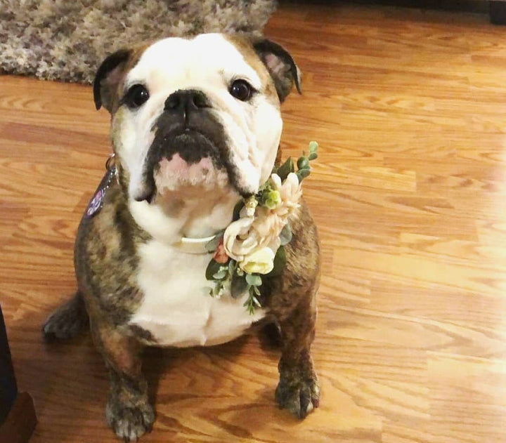 Succulent Wedding Collar | Mauve and Blush