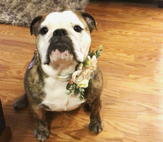 Succulent Wedding Collar | Lavender Wedding